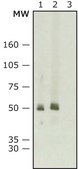 抗小鼠IgG（全分子）-过氧化物酶 兔抗 IgG fraction of antiserum, buffered aqueous solution