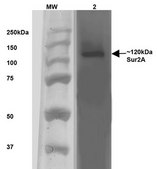 Monoclonal Anti-Alpha 2C Adrenergic Receptor - Fitc antibody produced in mouse clone S330A-80, purified immunoglobulin