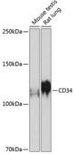 Anti-CD34 antibody produced in rabbit