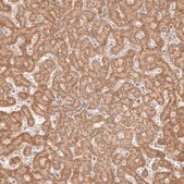 Anti-MICU1 antibody produced in rabbit Prestige Antibodies® Powered by Atlas Antibodies, affinity isolated antibody, buffered aqueous glycerol solution