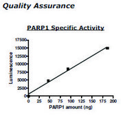 PARP1 Active human recombinant, expressed in baculovirus infected insect cells, ≥80% (SDS-PAGE)