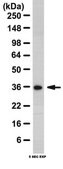 Anti-HAX-1 Antibody from rabbit, purified by affinity chromatography