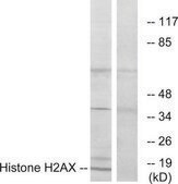抗 组蛋白 H2AX&nbsp; 兔抗 affinity isolated antibody