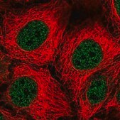 Anti-SLC15A1 antibody produced in rabbit Prestige Antibodies® Powered by Atlas Antibodies, affinity isolated antibody, buffered aqueous glycerol solution