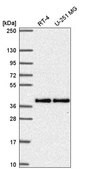 Anti-MTFR1 antibody produced in rabbit Prestige Antibodies® Powered by Atlas Antibodies, affinity isolated antibody