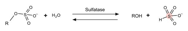 硫酸脂酶 来源于产气杆菌 Type VI, buffered aqueous glycerol solution, 2-5&#160;units/mg protein (biuret), 10-20&#160;units/mL