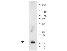 Anti-trimethyl-Histone H3 (Lys4) Antibody, clone 15-10C-E4, rabbit monoclonal clone 15-10C-E4, Upstate®, from rabbit