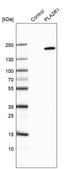 Anti-PLA2R1 antibody produced in rabbit Prestige Antibodies® Powered by Atlas Antibodies, affinity isolated antibody, buffered aqueous glycerol solution
