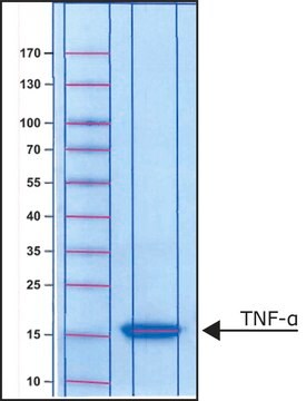 肿瘤坏死因子-&#945; 来源于小鼠 TNF-&#945;, recombinant, expressed in E. coli, powder, suitable for cell culture