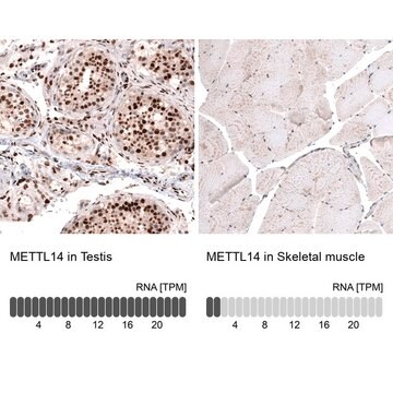 Monoclonal Anti-METTL14 antibody produced in mouse Prestige Antibodies® Powered by Atlas Antibodies, clone CL4252, purified immunoglobulin