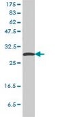 Monoclonal Anti-SFN antibody produced in mouse clone 3C3, purified immunoglobulin, buffered aqueous solution