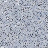 Anti-CBX3 antibody produced in rabbit Prestige Antibodies® Powered by Atlas Antibodies, affinity isolated antibody, buffered aqueous glycerol solution