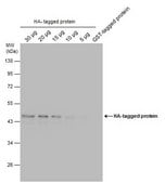 单克隆抗 HA 标签 小鼠抗 clone GT423, affinity isolated antibody