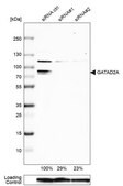 Anti-GATAD2A antibody produced in rabbit Prestige Antibodies® Powered by Atlas Antibodies, affinity isolated antibody, buffered aqueous glycerol solution