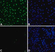 Anti-acetyl- &amp; phospho-Histone H3 (Ac-Lys9, pSer10) antibody produced in rabbit IgG fraction of antiserum, buffered aqueous solution
