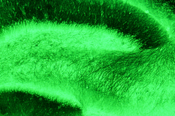 单克隆抗-MAP2 小鼠抗 ascites fluid, clone HM-2