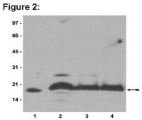 ChIPAb+ Histone H2B - ChIP Validated Antibody and Primer Set from rabbit