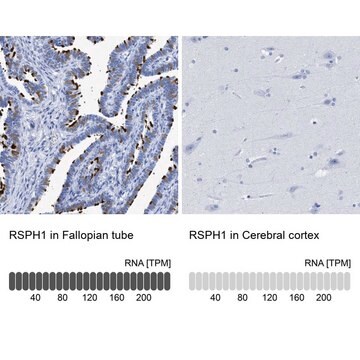 Anti-RSPH1 antibody produced in rabbit Prestige Antibodies® Powered by Atlas Antibodies, affinity isolated antibody, buffered aqueous glycerol solution