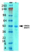 Monoclonal Anti-Gaba-B Receptor 1 - Atto 594 antibody produced in mouse clone S93A-49, purified immunoglobulin