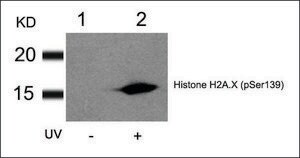 Anti-phospho-H2AFX (pSer139) antibody produced in rabbit affinity isolated antibody
