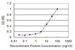 ANTI-ULK2 antibody produced in mouse clone 2A12, purified immunoglobulin, buffered aqueous solution