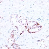 Anti-SIRT3 antibody produced in rabbit