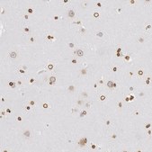 ANTI-SUN2 antibody produced in rabbit Prestige Antibodies® Powered by Atlas Antibodies, affinity isolated antibody, buffered aqueous glycerol solution
