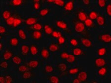 Anti-Histone Deacetylase 2 (HDAC2) antibody, Mouse monoclonal clone HDAC2-62, purified from hybridoma cell culture