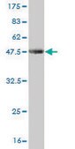 Monoclonal Anti-LEF1 antibody produced in mouse clone 5A3, purified immunoglobulin, buffered aqueous solution