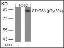 Anti-phospho-STAT5A (pTyr694) antibody produced in rabbit affinity isolated antibody