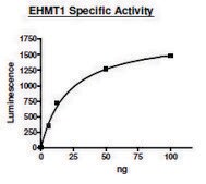 EHMT1 human recombinant, expressed in E. coli, ≥63% (SDS-PAGE)
