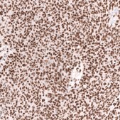 Monoclonal Anti-Smarca4 Antibody Produced In Mouse Prestige Antibodies® Powered by Atlas Antibodies, clone CL13783, affinity isolated antibody, buffered aqueous glycerol solution