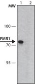Monoclonal Anti-FMR1 antibody produced in mouse clone FMR2.5, hybridoma cell culture supernatant