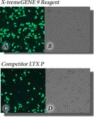 X-tremeGENE™ 9 DNA Transfection Reagent Polymer reagent for transfecting common cell lines
