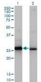 Monoclonal Anti-HMGB2 antibody produced in mouse clone 3C7, purified immunoglobulin, buffered aqueous solution