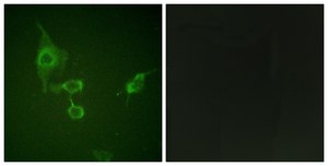 Anti-HCK antibody produced in rabbit affinity isolated antibody