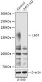 Anti- IL6ST antibody produced in rabbit