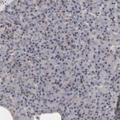 Anti-LAMB1 antibody produced in rabbit Prestige Antibodies® Powered by Atlas Antibodies, affinity isolated antibody, buffered aqueous glycerol solution