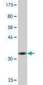 Monoclonal Anti-MAG antibody produced in mouse clone 3C7, purified immunoglobulin, buffered aqueous solution
