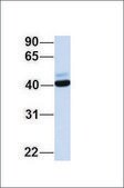 Anti-CCR5 antibody produced in rabbit affinity isolated antibody
