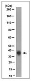 Anti-MPST Antibody, clone 1H10.1 clone 1H10.1, from mouse