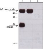 抗 HMGB1 (HMG1)（C 端） 兔抗 affinity isolated antibody, buffered aqueous solution
