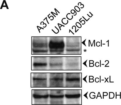 抗-GAPDH 兔抗 ~1&#160;mg/mL, affinity isolated antibody, buffered aqueous solution