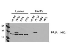 Anti-PP2AC alpha/beta Antibody, clone 11H12 clone 11H12, from mouse