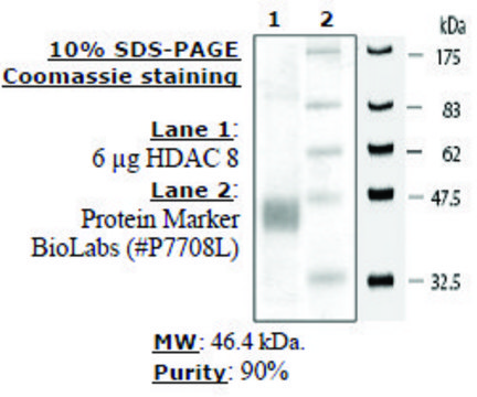 HDAC-8 human recombinant, expressed in baculovirus infected insect cells, ≥80% (SDS-PAGE)