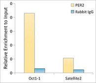 Anti-PER2 Antibody, clone 2K9Y0, Rabbit Monoclonal