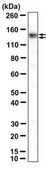 Anti-MYPT1 Antibody from rabbit, purified by affinity chromatography