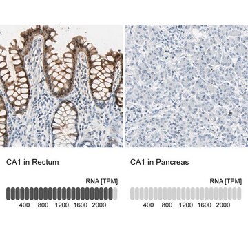 Anti-CA1 antibody produced in rabbit Prestige Antibodies® Powered by Atlas Antibodies, affinity isolated antibody, buffered aqueous glycerol solution