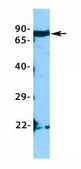 Anti-PIAS2 (AB2) antibody produced in rabbit IgG fraction of antiserum
