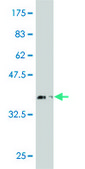 Monoclonal Anti-SOX9, (C-terminal) antibody produced in mouse clone 3F11, purified immunoglobulin, buffered aqueous solution